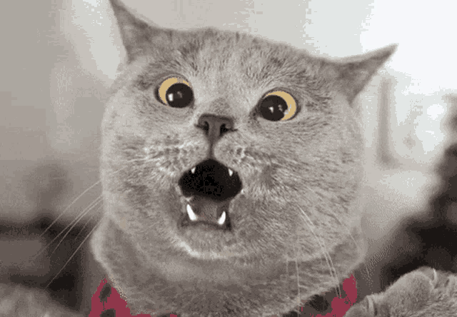 a close up of a cat 's face with its mouth open