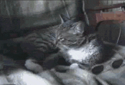 Cool Cat GIF - Cat Cute Sleepy GIFs