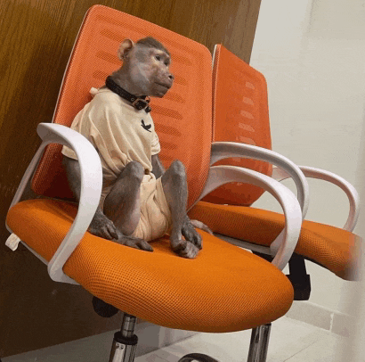 a monkey is sitting on an orange chair wearing a shirt with a bird on it