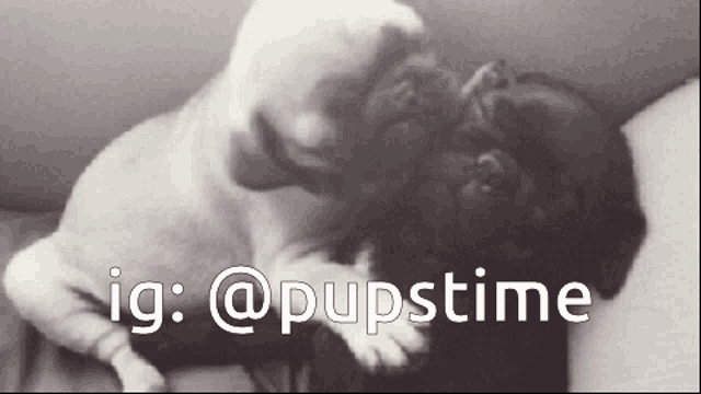 a black and white photo of two pugs with the words ig @pupstime above them