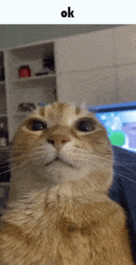 a close up of a cat 's face with the word ok below it
