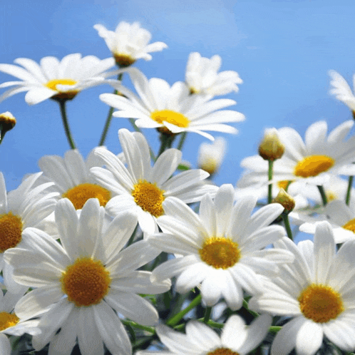 a bunch of daisies with yellow centers against a blue sky