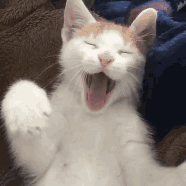 a white and orange cat is yawning on a bed .