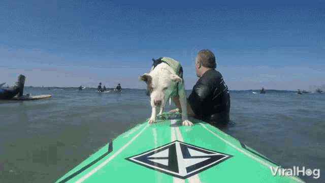 Cute Dog Viralhog GIF - Cute Dog Viralhog Abandoned Dog Becomes Surfing Pro GIFs