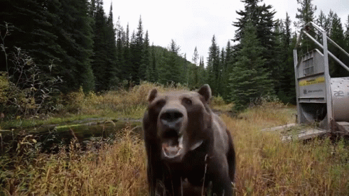 Bear Angery GIF - Bear Angery GIFs