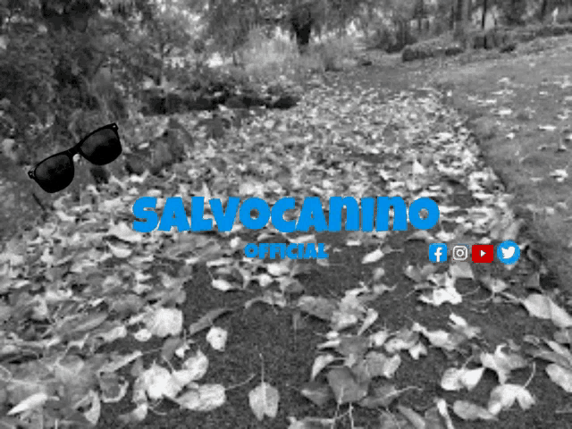 a black and white photo of leaves and the words salvocamino official