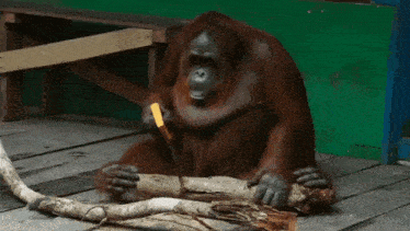 a large orangutan is sitting on a wooden deck cutting a piece of wood