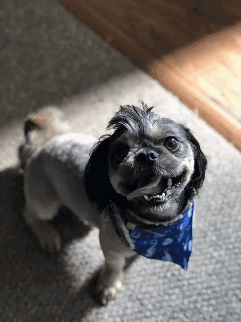 a small dog wearing a blue bandana is smiling