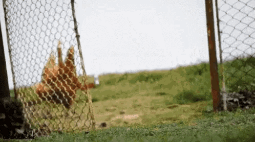 a group of chickens are behind a chain link fence .