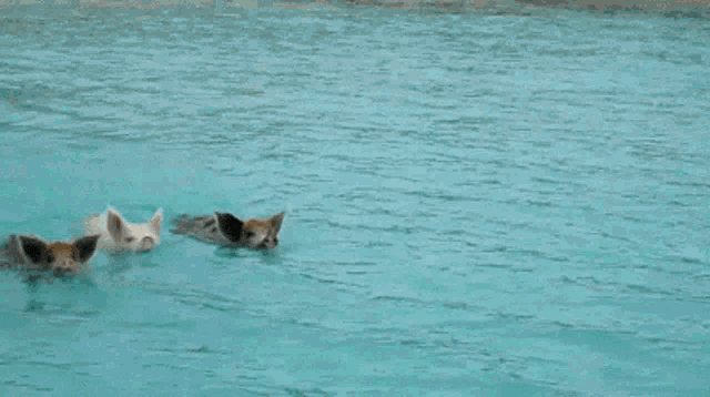 three pigs are swimming in a swimming pool .