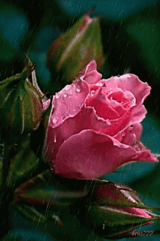 a close up of a pink rose with water drops on the petals