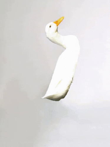 Galgrinberg Duck GIF - Galgrinberg Duck GIFs