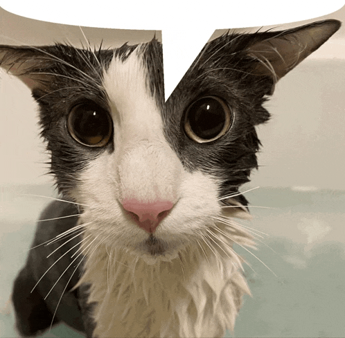 a close up of a wet cat with a speech bubble above it