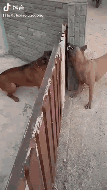 two brown dogs are standing next to a rusty metal fence with chinese writing on the bottom right corner