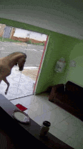 a horse jumping out of a garage door into a living room