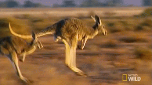 Kangaroo Hopping GIF - Nat Geo Nat Geo Wild Worlds Weirdest GIFs