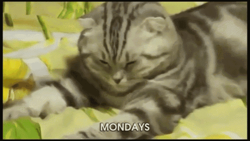 a cat is laying down on a bed with the word mondays written below it