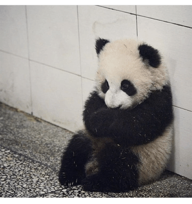 Sad Panda Sad GIF - Sad Panda Panda Sad GIFs