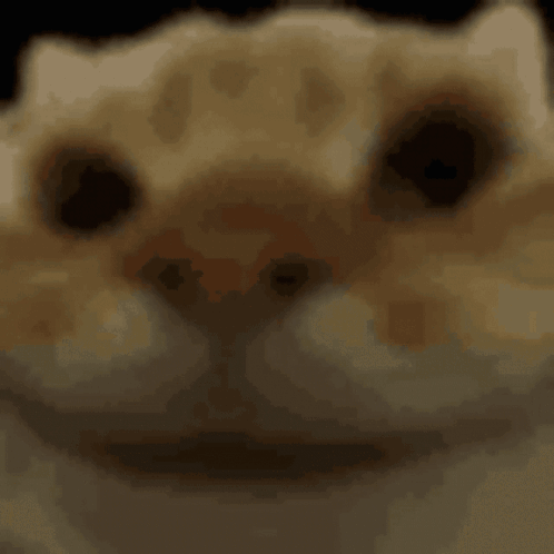 Yes Yes Cat GIF - Yes Yes Cat GIFs
