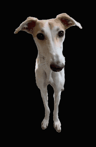 a brown and white dog with big ears is standing on a black background