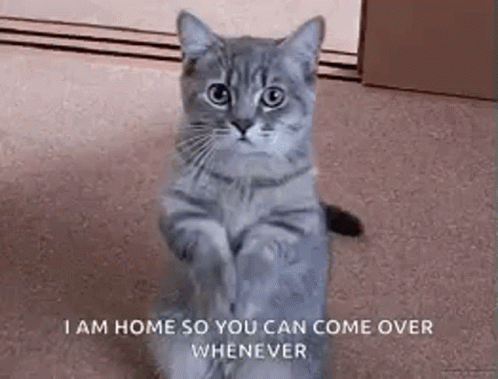 Give Food Please GIF - Give Food Please Cat GIFs