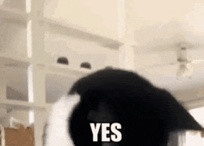 a black and white cat is looking at the camera and saying `` yes '' .