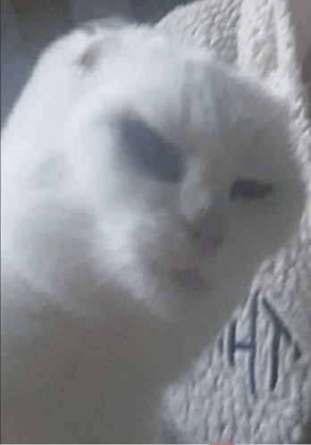 Cat Sigma GIF - Cat Sigma Sigm GIFs