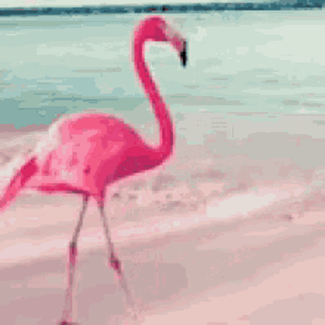 Flamingo GIF - Flamingo GIFs