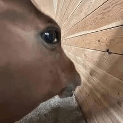 a close up of a horse 's face looking through a wooden wall .