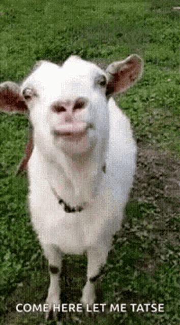 a white goat standing in a grassy field with the words come here let me tatse written below it