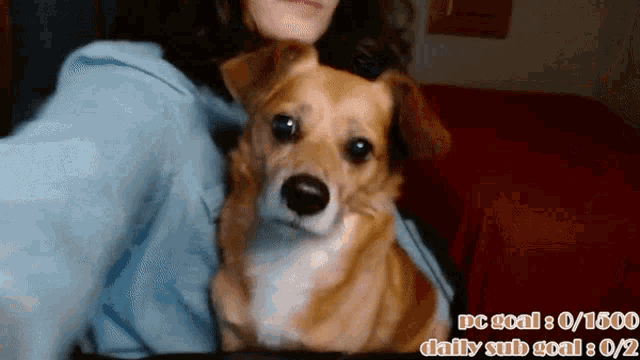 a woman is holding a small brown and white dog with the words pc goal 0/1500 daily sub goal 0/2% written on the bottom