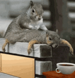 two squirrels are laying on a brick ledge next to a cup of coffee
