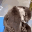 a close up of an otter holding a smaller otter in its arms .