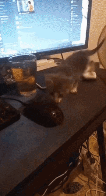 Kitten Stealing Noodle GIF - Kitten Stealing Noodle How Does He Do It GIFs