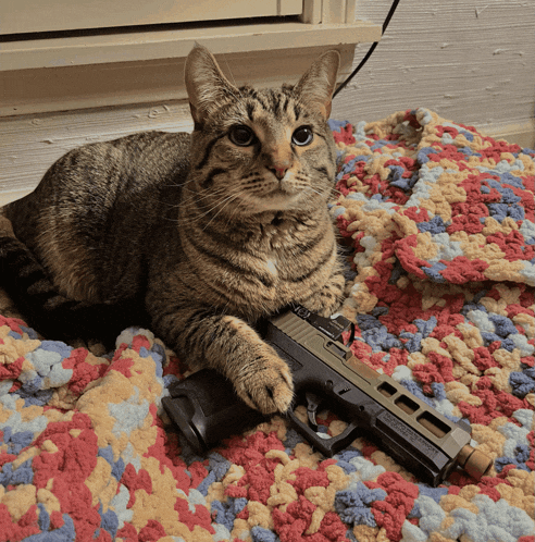 Cat Gun Meme - Cat Gun - Discover & Share GIFs