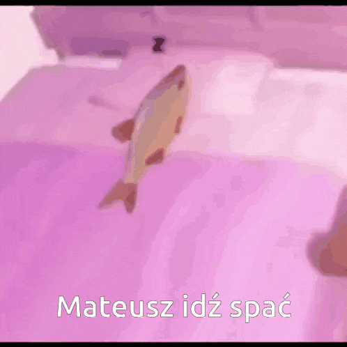 a fish is sleeping on a purple bed with the words mateusz idz spac written below it .