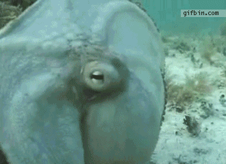 14 GIF - Octopus Underwater Camouflage GIFs