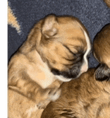 Sweet Dreams Good Night Gif Good Night Sweet Dreams Gif Meme