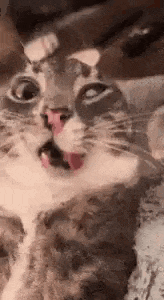a close up of a cat 's face with its tongue sticking out .