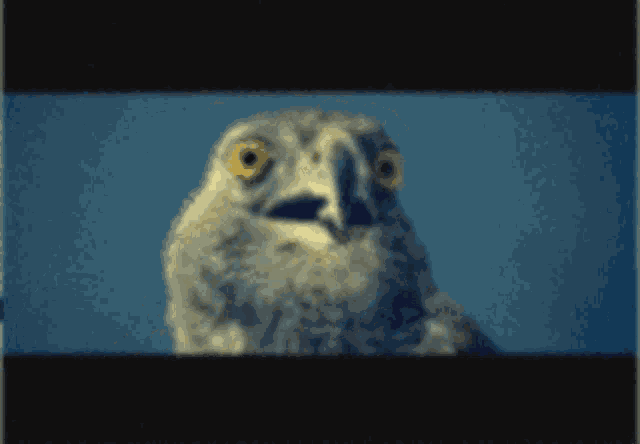 a close up of an owl 's face with a blue background