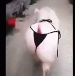 Bikini Pig GIF - Bikini Pig Sexy GIFs