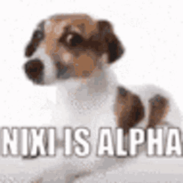 Nixi Alpha GIF - Nixi Alpha GIFs
