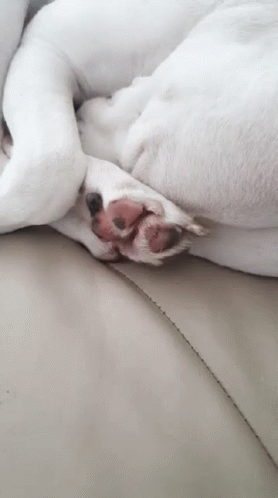 Sleep Sleeping GIF - Sleep Sleeping Dog GIFs