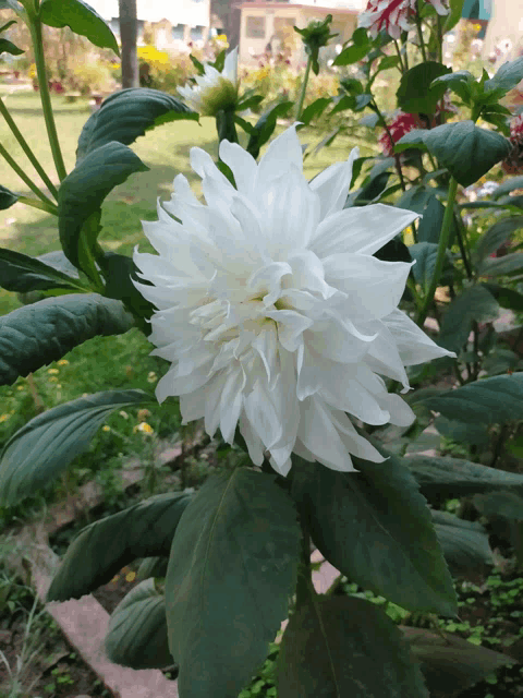 a close up of a white flower with green leaves in a garden