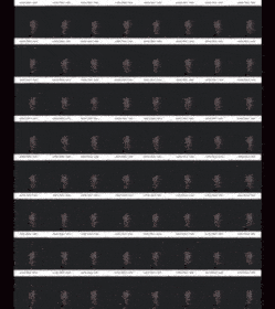 a black background with a repeating pattern of feathers on it