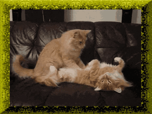a picture of two cats laying on a couch with a yellow frame