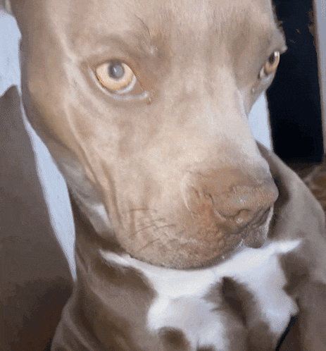 a close up of a dog 's face with a white collar