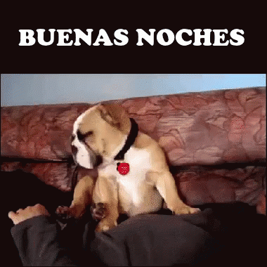Buenas Noches Perro Bulldog GIF - Perro Buenas Noches Dog GIFs