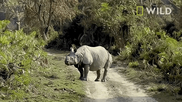 Grazing Protecting Rhinos In Kaziranga National Park GIF - Grazing Protecting Rhinos In Kaziranga National Park World Rhino Day GIFs