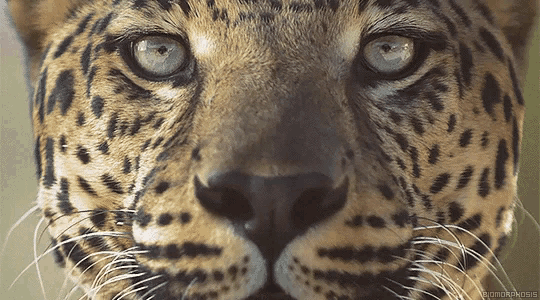 a close up of a leopard 's face with a caption that says " leopard " on it